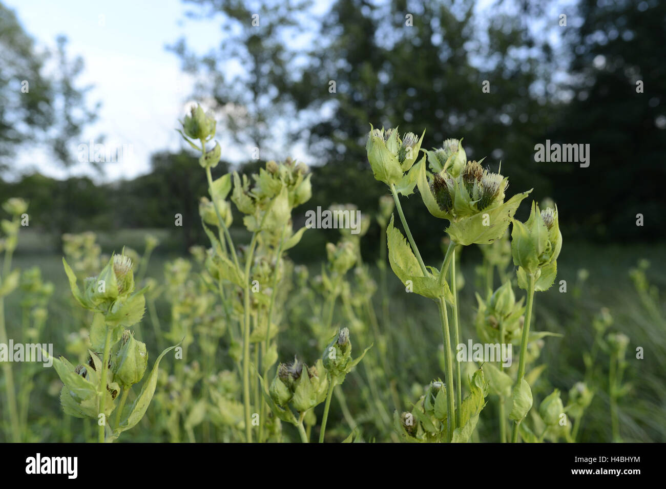 Kohl-Kratzdistel, Cirsium Oleraceum, Blüten, Stockfoto