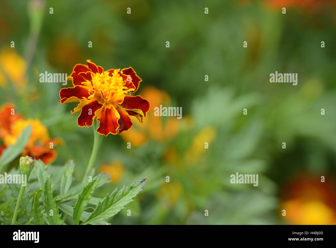 Aufrechte französische Ringelblume, französische Ringelblume Erecta, mittlere Nahaufnahme, Blüte, Stockfoto