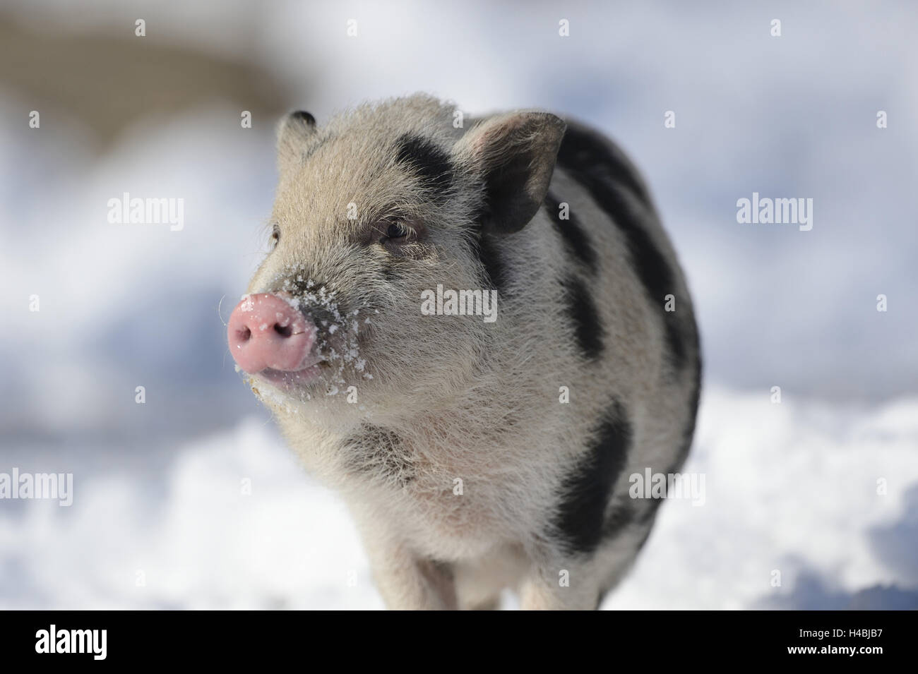 Vietnamesische hängenden Bauch Schwein, Ständer, frontal, Winter, Stockfoto