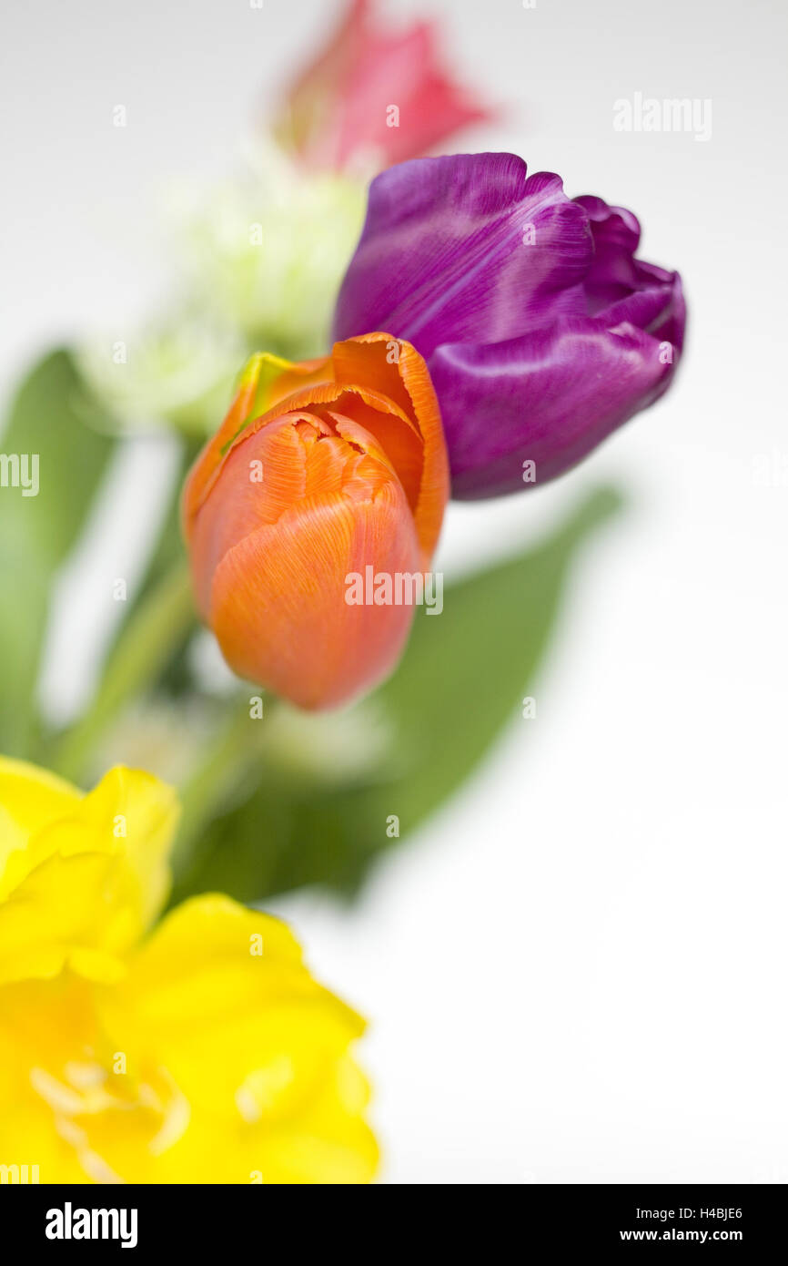 Bouquet mit farbigen Tulpen, mittlere close-up, Stockfoto