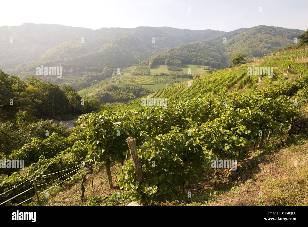 Weinregion Wachau, Österreich Stockfoto