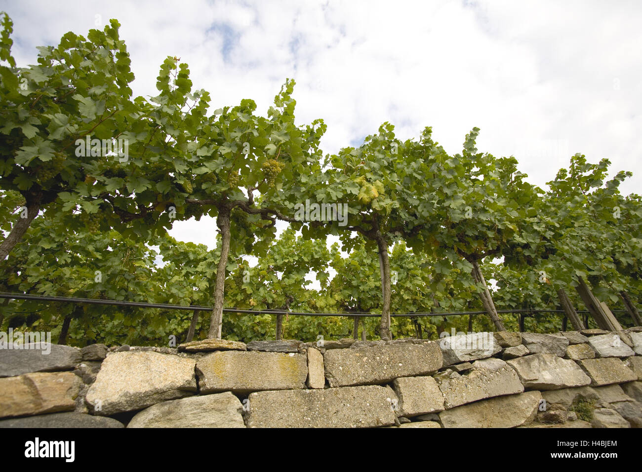 Weinbau-Wachau Spike, Kremser Land, Österreich, Stockfoto
