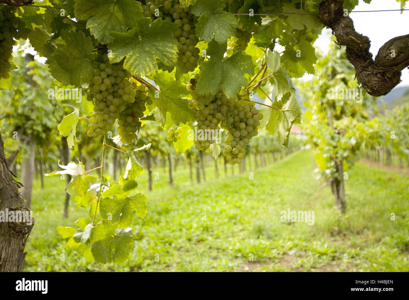 Wein-Region Wachau in der Nähe von Spitz, Kremser Land (Krems-Land), Österreich, Stockfoto