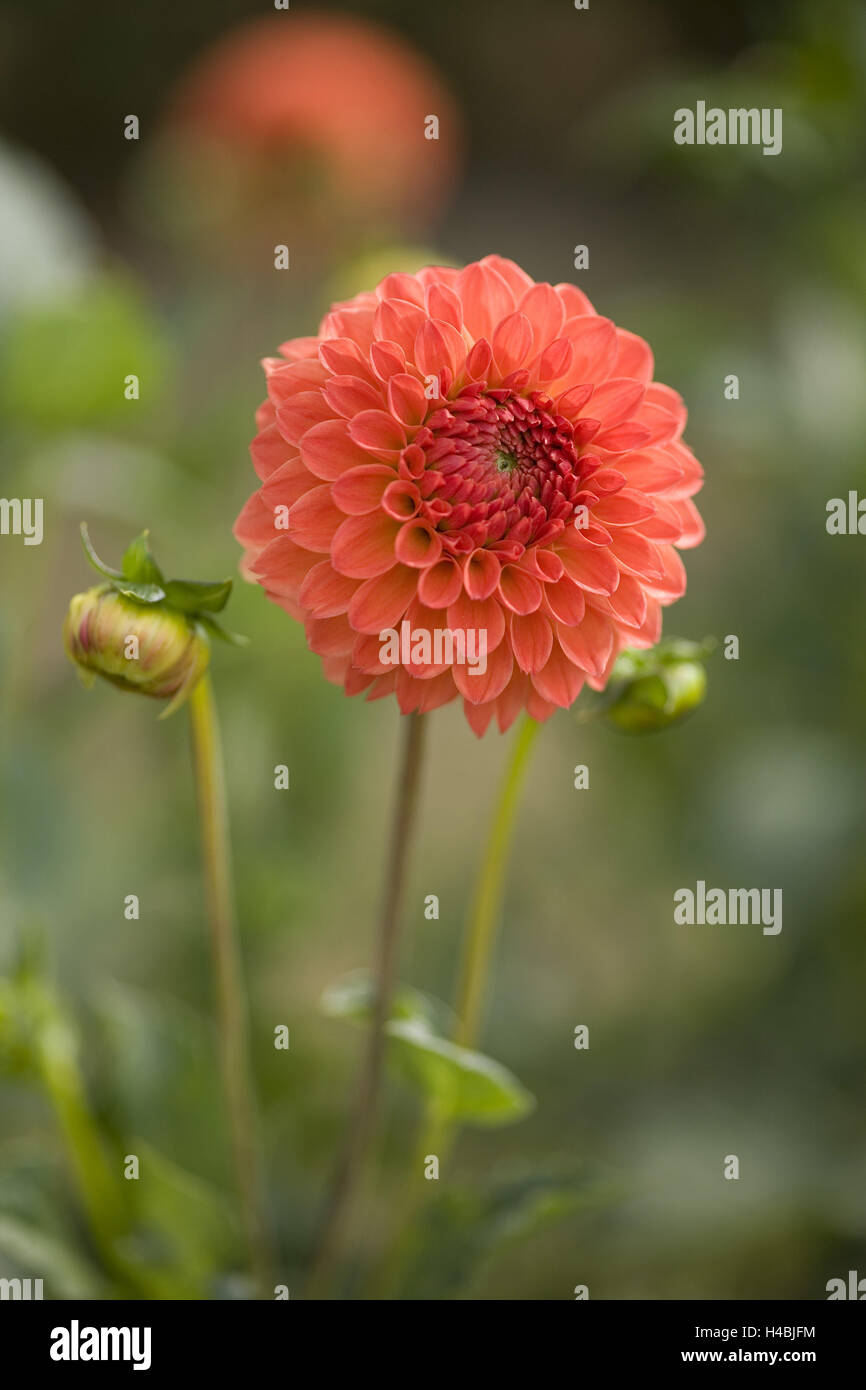Dahlie, Blüten, Knospen, mittlere close-up, Stockfoto