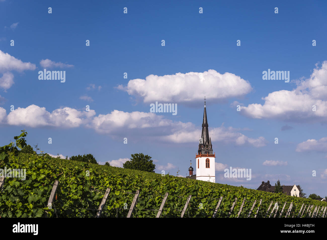 Deutschland, Hessen, Rheingau (Region), Eltville am Rhein (Dorf), Landkreis Erbach, Weinberg mit Pfarrkirche Sankt Markus, Stockfoto