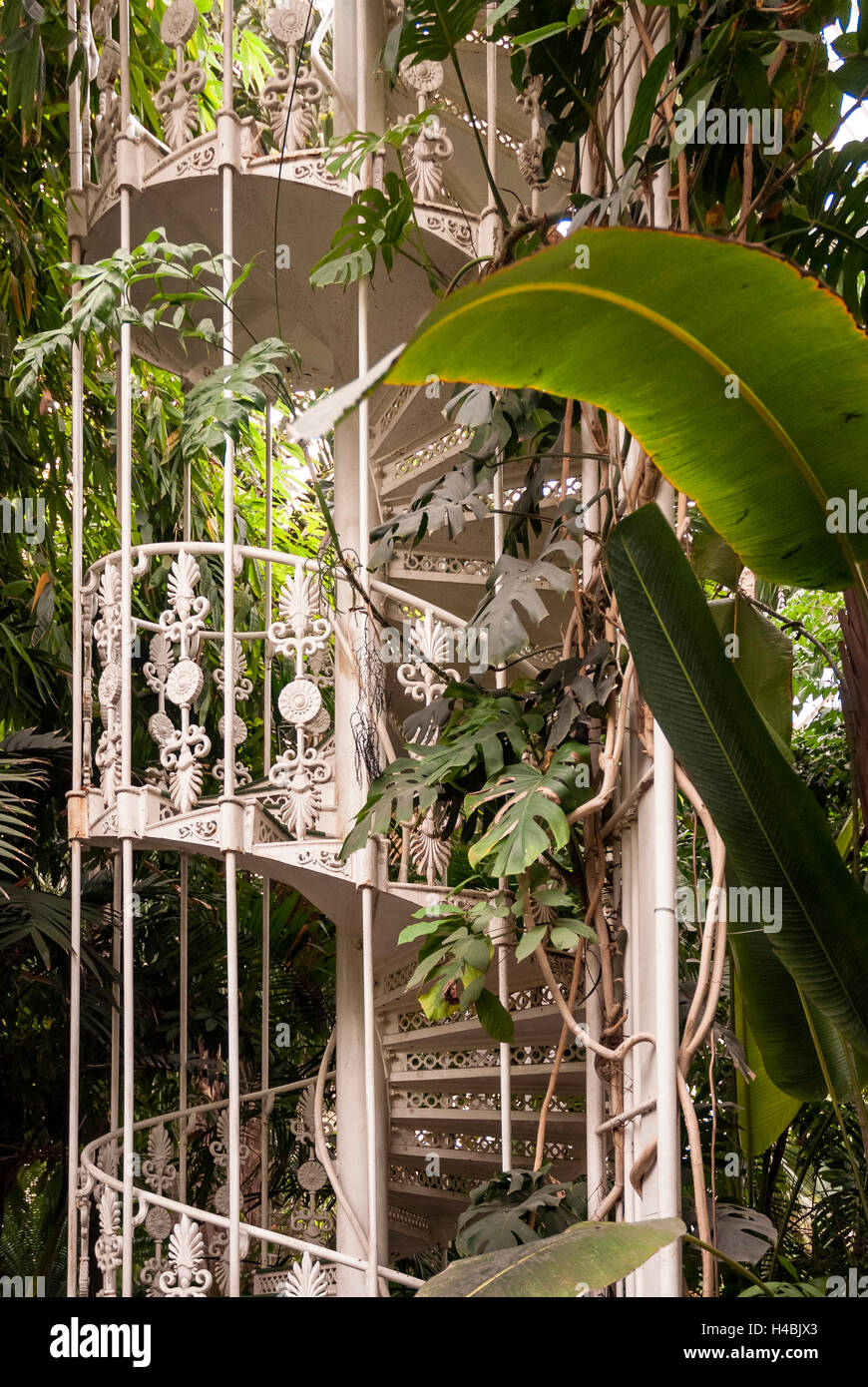 Treppe in einem viktorianischen Gewächshaus in Kew Gardens Stockfoto