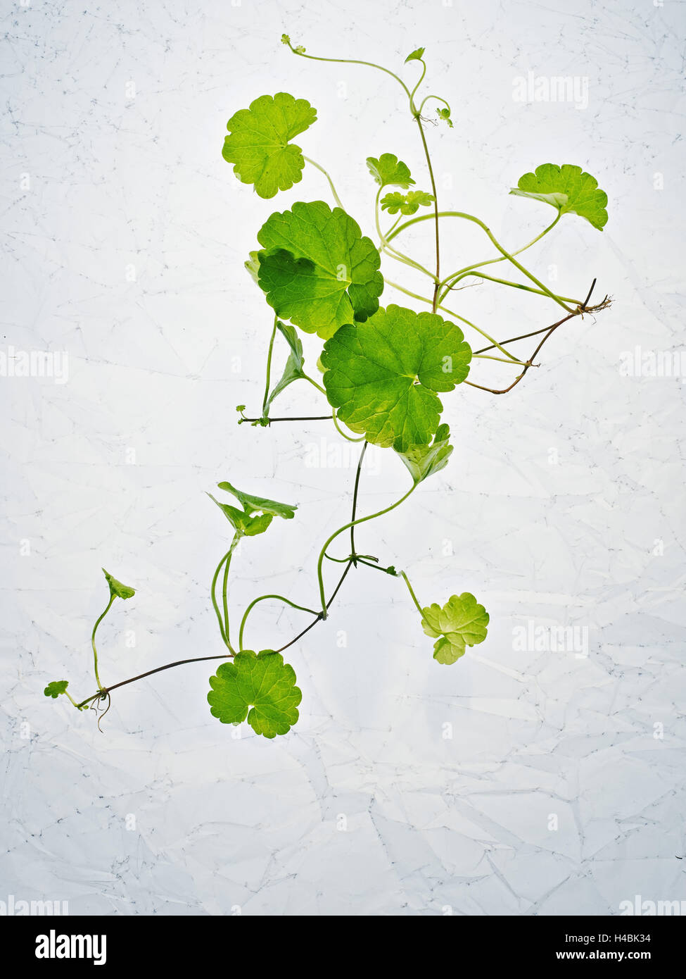 Boden efeu glechoma hederacea -Fotos und -Bildmaterial in hoher ...