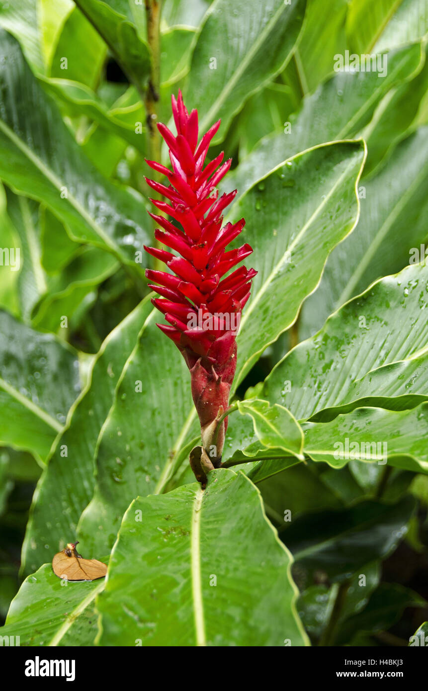 Vegetation, Karibik, Dominica, Regenwald, Ingwer Blüte, Stockfoto