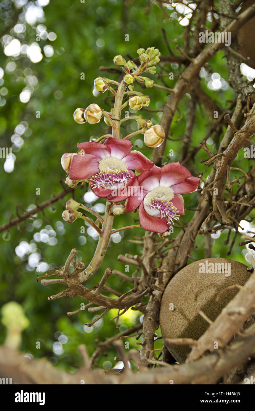 Karibik, Dominica, Roseau, Botanischer Garten, Cannonball Baum, Couroupita Guianensis, Stockfoto