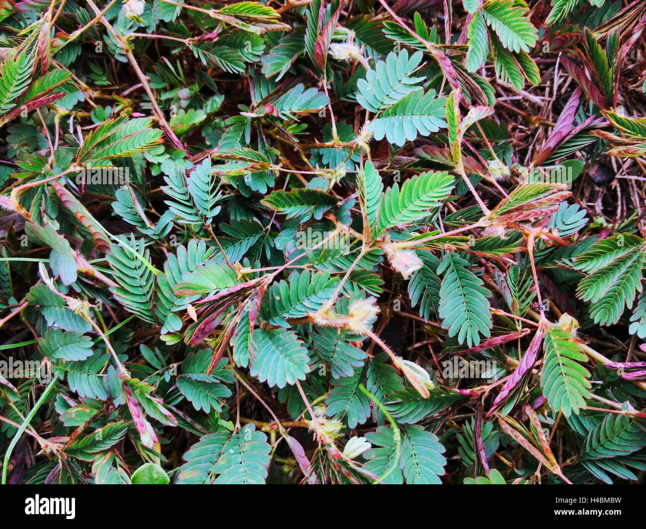 Closeup Aufnahme der Sinnpflanze, verschlafene Pflanze, Rasen, schüchtern, Pflanze, Scham-Anlage, Dormilones, schlafen oder Mimosa Pudica Hintergrund Stockfoto