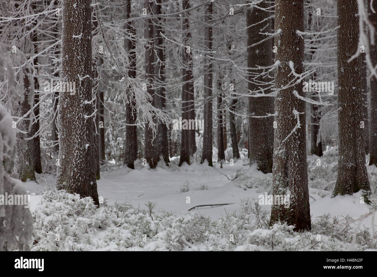 Frost, Schnee, Winter, Holz, Bäume, Upper Harz, Harz, Naturschutzgebiet, Niedersachsen, Deutschland Stockfoto