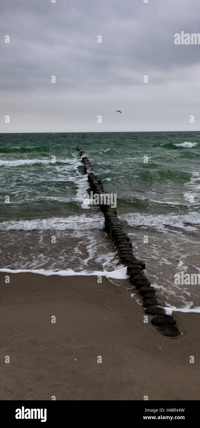 Mole, Ostsee, Küste, Vogel, Strand, Surf, Sand, Wellen, Sommer, Deutschland Stockfoto