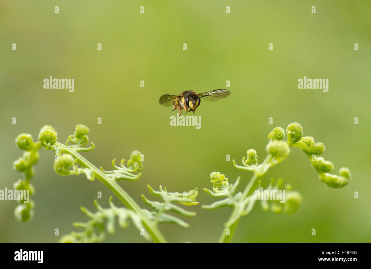 Europäische Wolle Karde Biene, Anthidium Manicatum im Flug Stockfoto