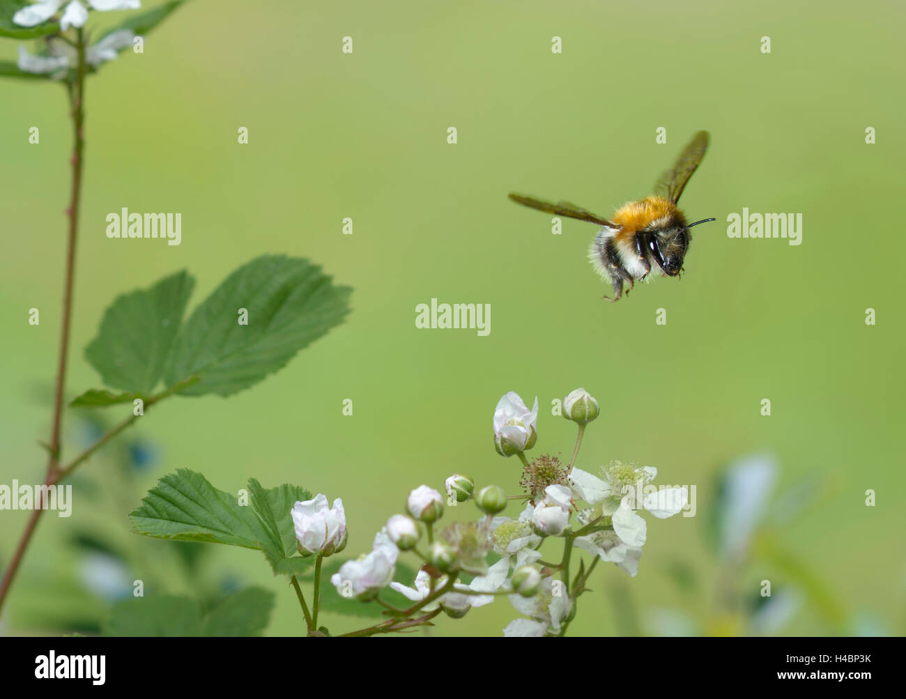 Gemeinsamen Karde Biene, Bombus Pascuorum im Flug Stockfoto