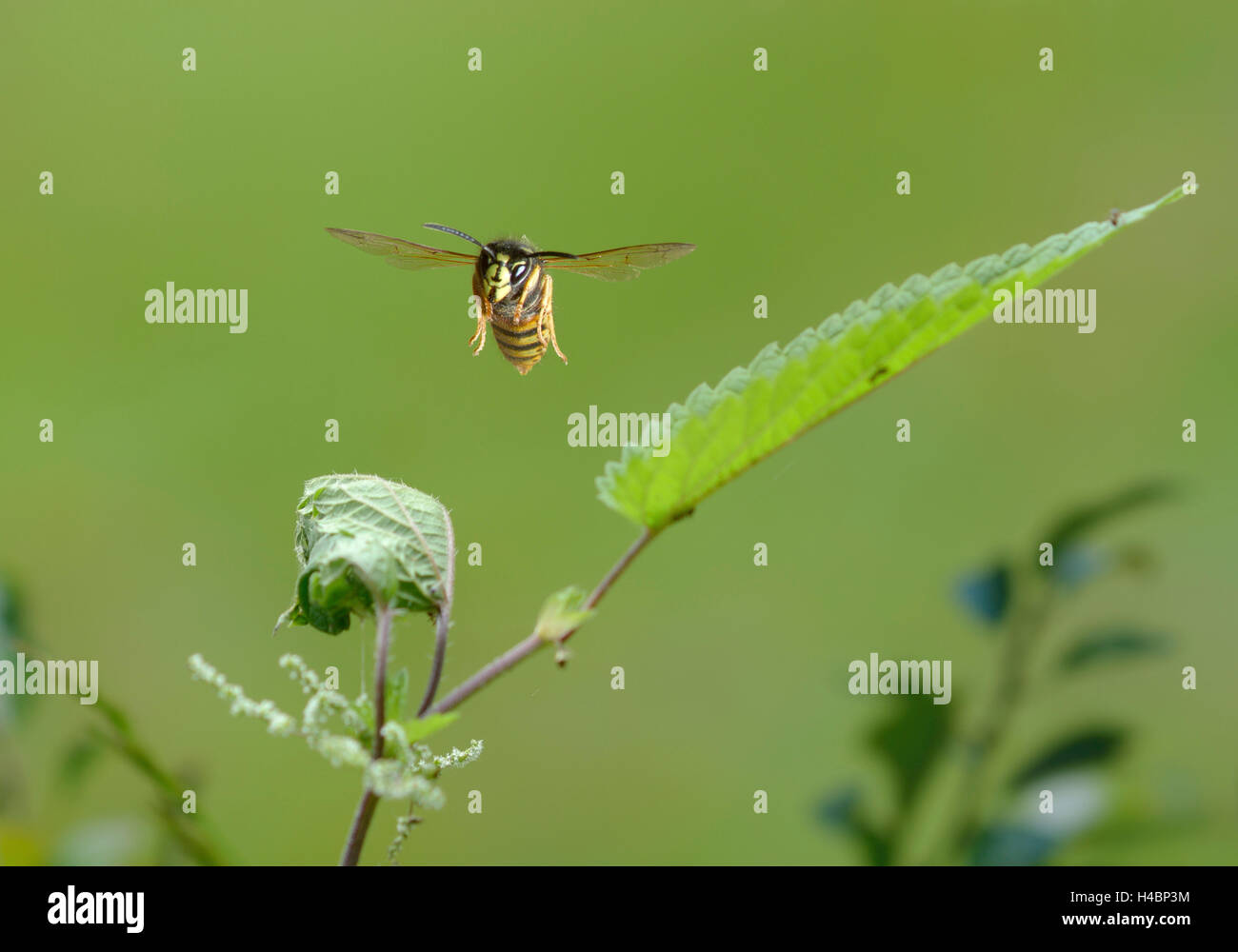 Sächsische Wespe Dolichovespula Saxonica, im Flug Stockfoto