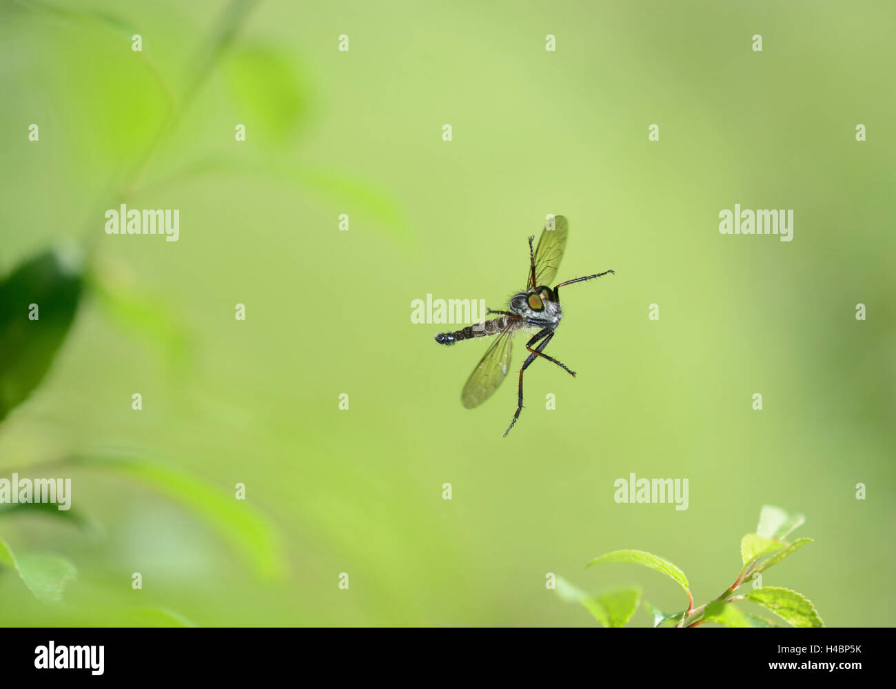 Gemeinsamen Awl Robberfly, Neoitamus Cyanurus, im Flug Stockfoto