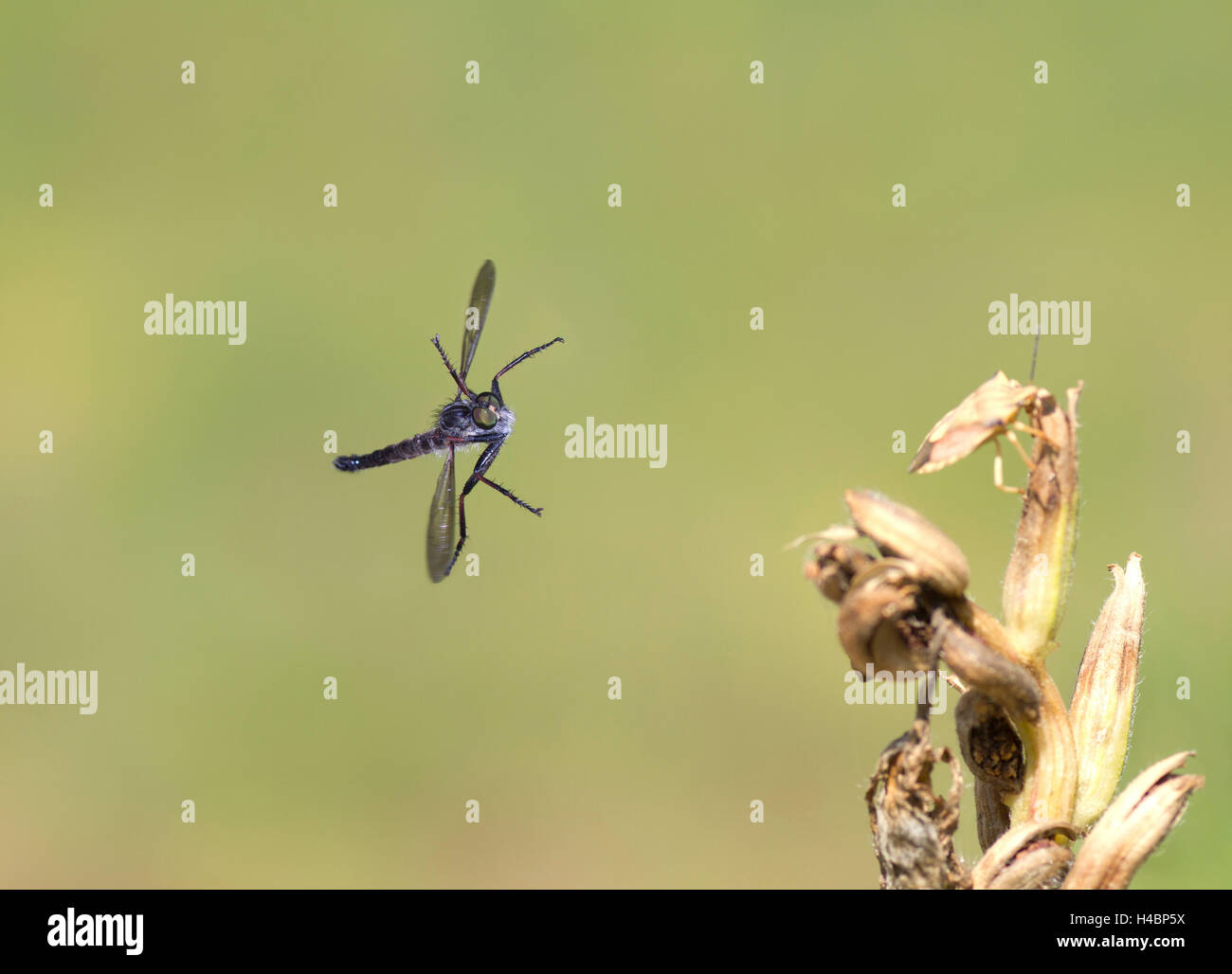 Gemeinsamen Awl Robberfly, Neoitamus Cyanurus, im Flug Stockfoto