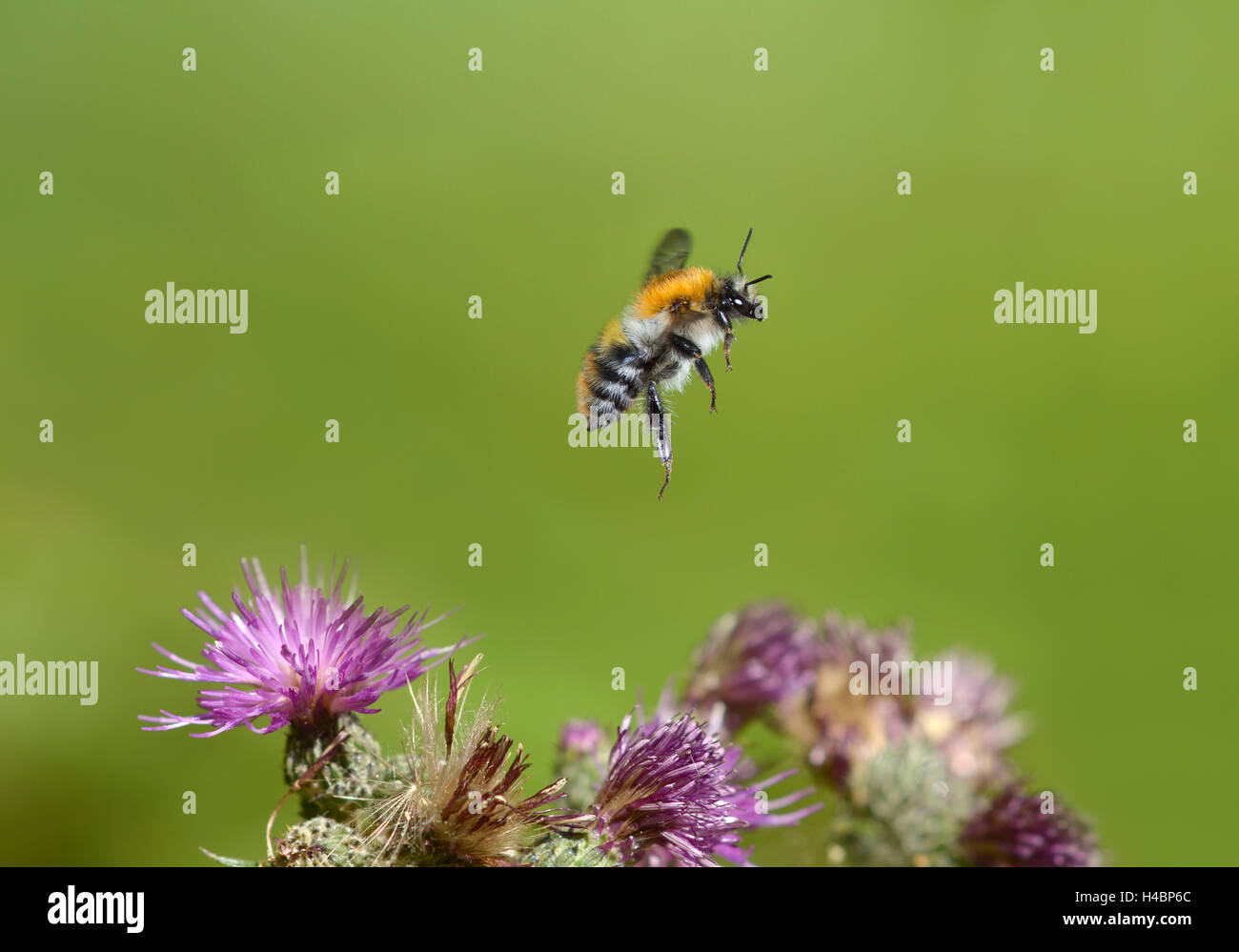 Gemeinsamen Karde Biene, Bombus Pascuorum im Flug Stockfoto