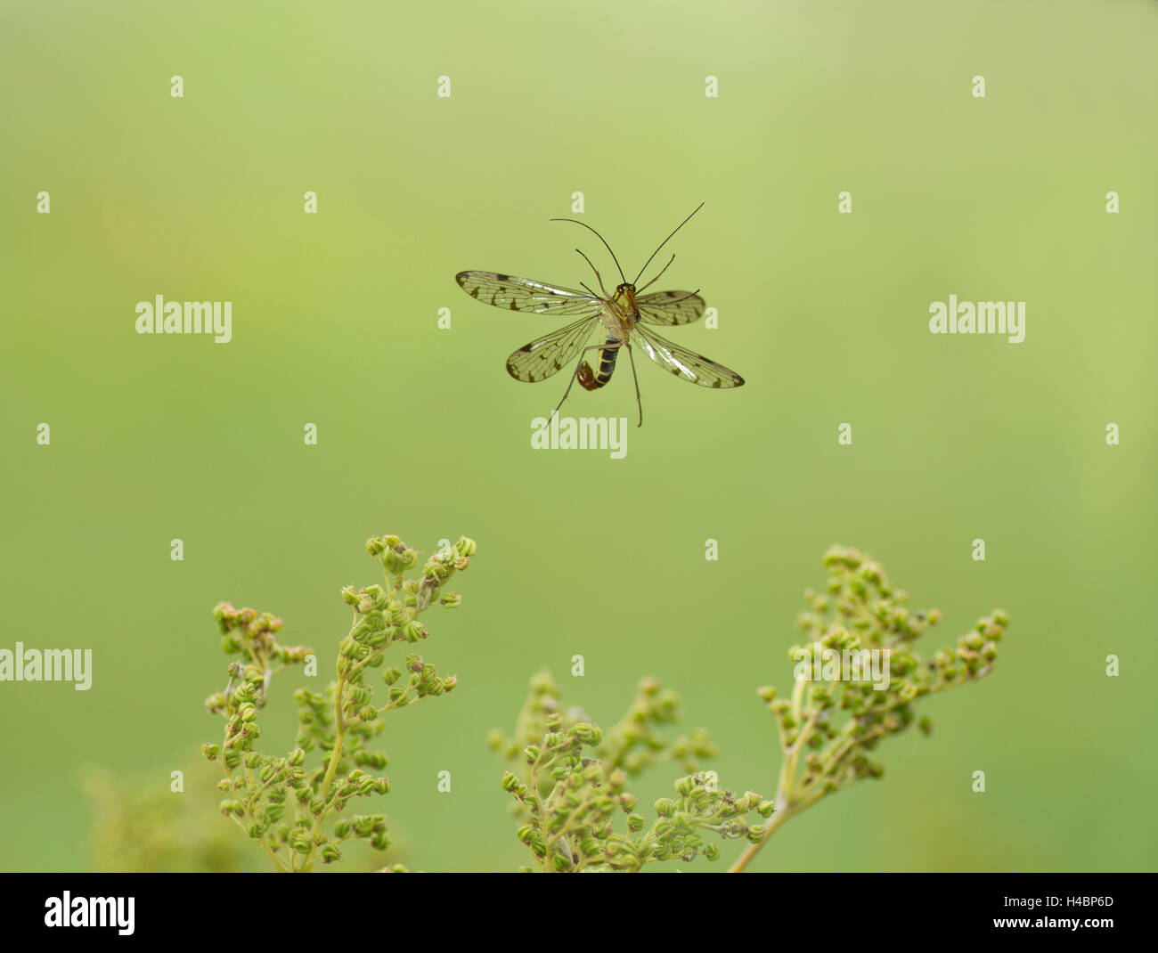 Gemeinsamen Scorpionfly, Panorpa Communis, im Flug Stockfoto