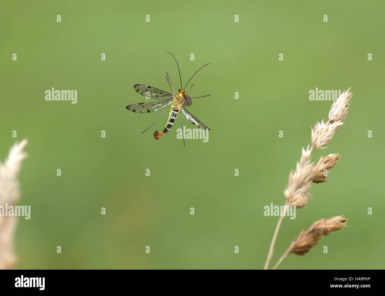 Gemeinsamen Scorpionfly, Panorpa Communis, im Flug Stockfoto