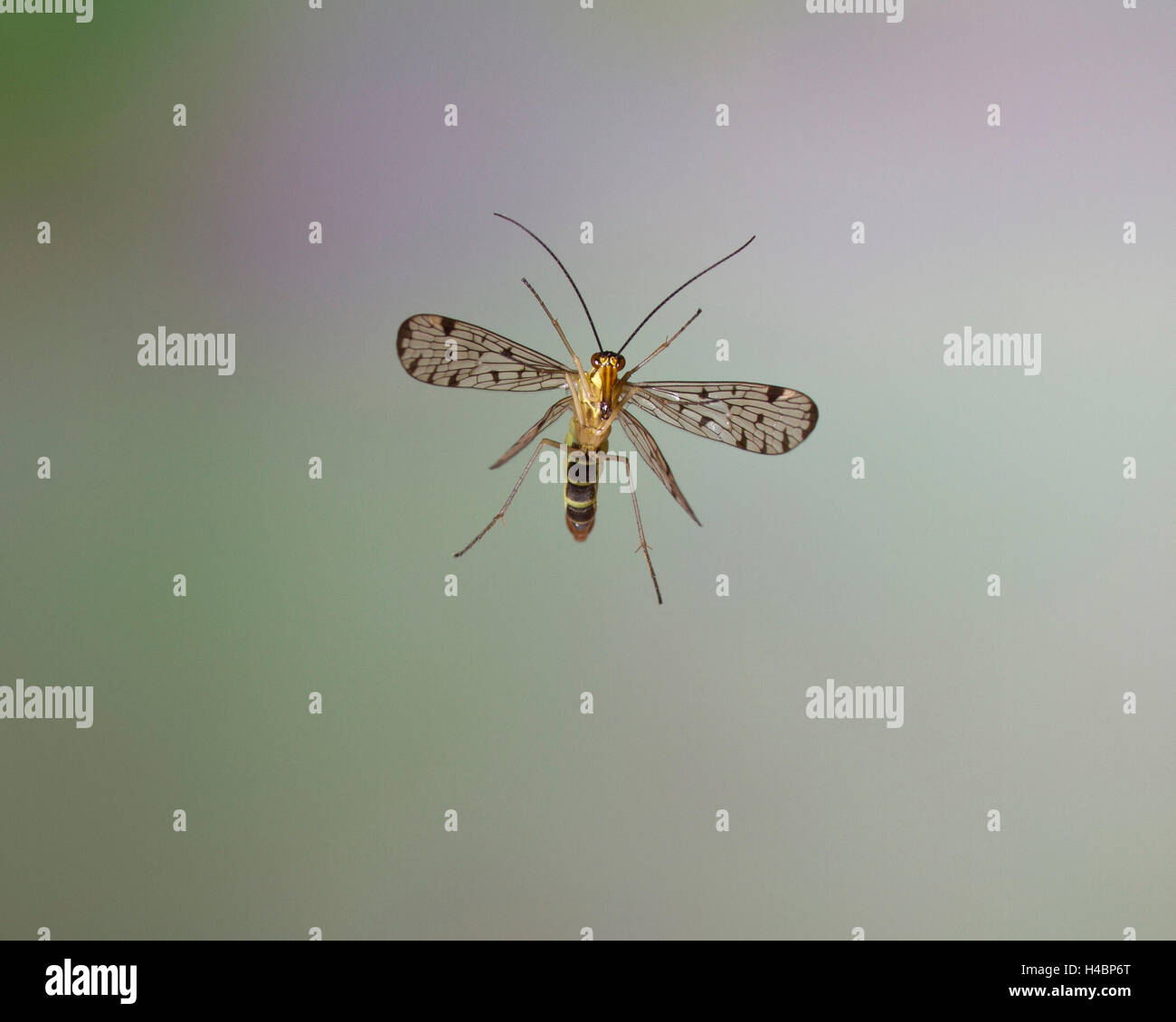 Gemeinsamen Scorpionfly, Panorpa Communis, im Flug Stockfoto