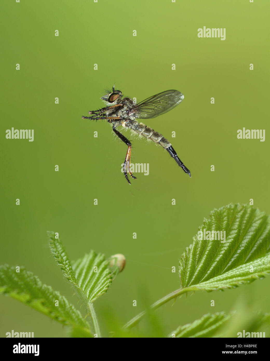 Gemeinsamen Awl Robberfly, Neoitamus Cyanurus, im Flug Stockfoto