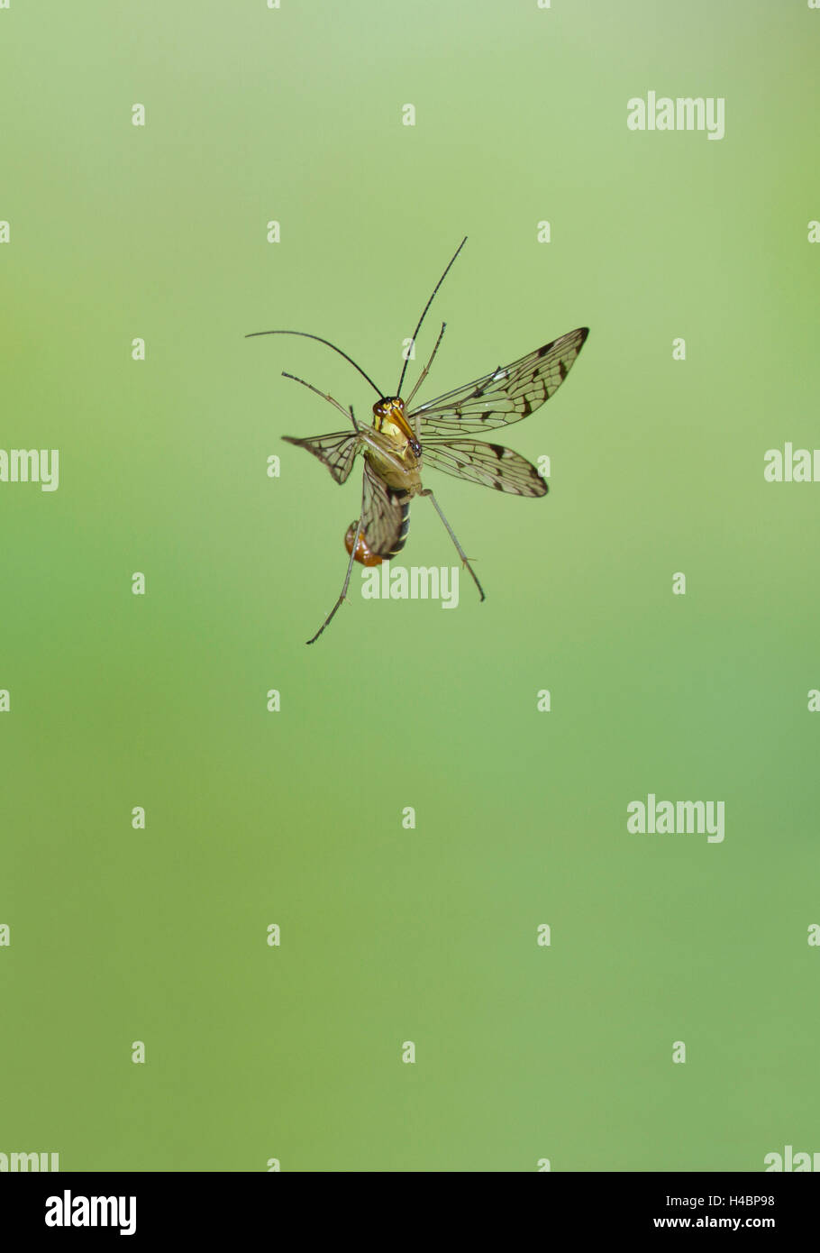 Gemeinsamen Scorpionfly, Panorpa Communis, im Flug Stockfoto