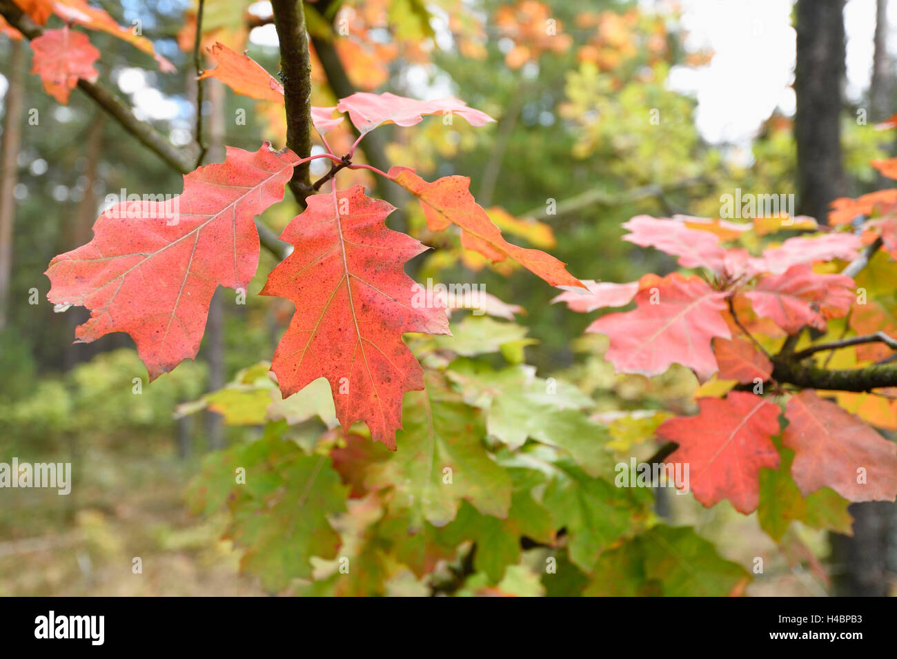 Roteiche, Quercus Rubra, Blätter, close-up Stockfoto