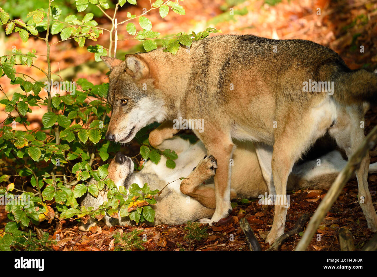 Europäischer Wolf, Canis Lupus Lupus, Wald, Seitenansicht Stockfoto