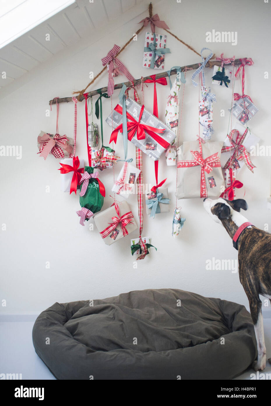 Adventskalender mit Päckchen vor der weißen Wand, Hund, Hund Kissen, Stockfoto