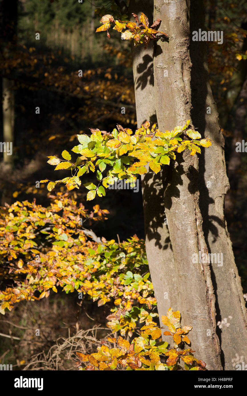 Buche Blätter im Herbst, Ast und Stamm Stockfoto