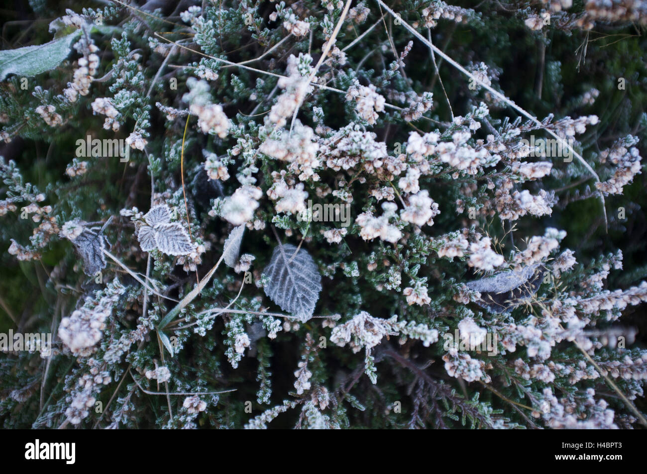 Erica Sträucher, Blüten bedeckt mit Raureif, Spätherbst Stockfoto