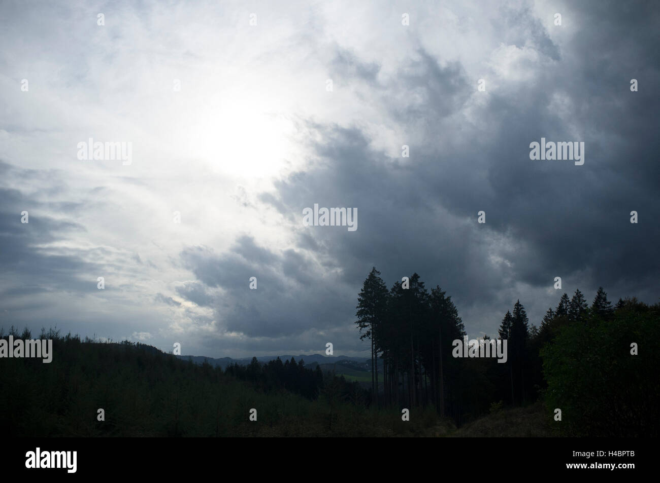 Fichten auf Berg vor einem Hügel-landscpae Stockfoto