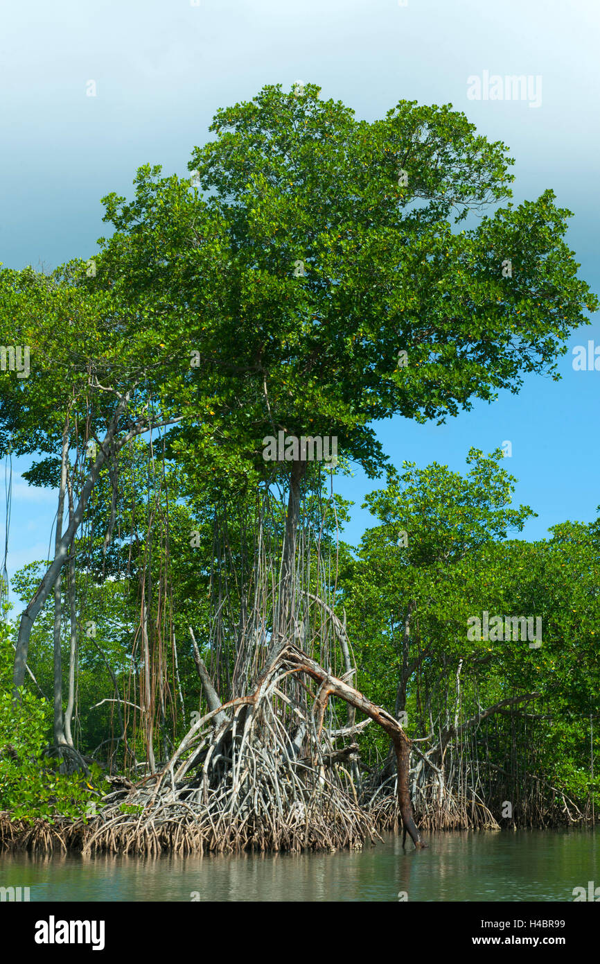 Der Dominikanischen Republik, im Osten, Sabana De La Mar, Nationalpark Batch Haitises, Mangroven in das Kanalsystem Cano Hondo Stockfoto