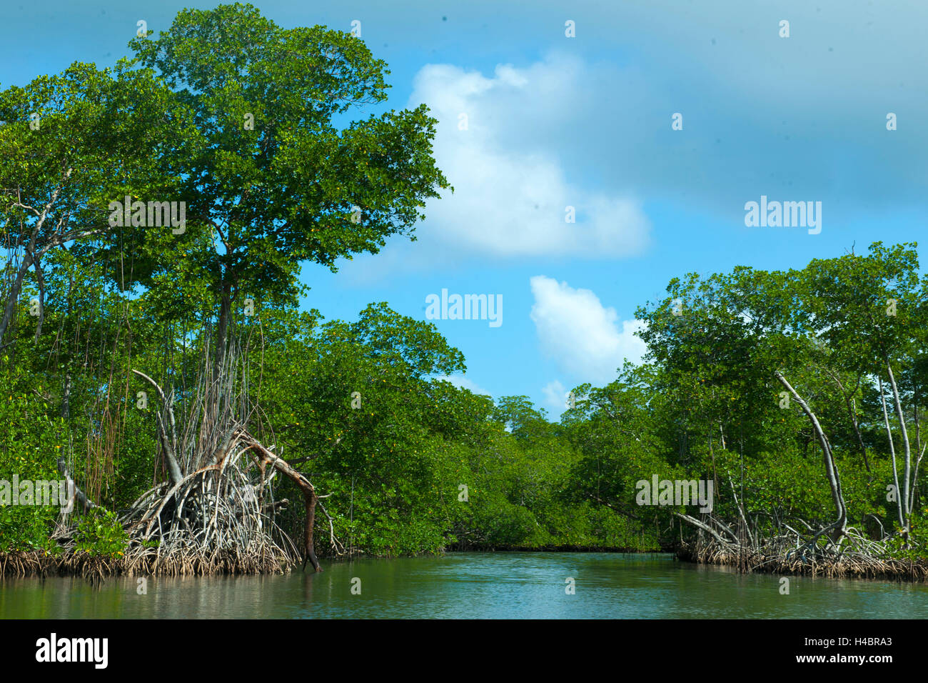 Der Dominikanischen Republik, im Osten, Sabana De La Mar, Nationalpark Batch Haitises, Mangroven in das Kanalsystem Cano Hondo Stockfoto