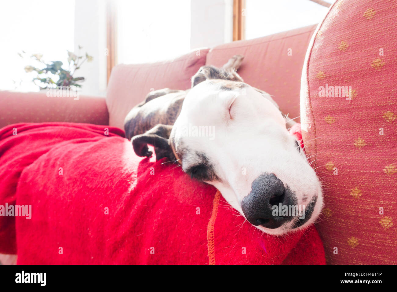 Nase von einem schlafenden Hund Stockfoto