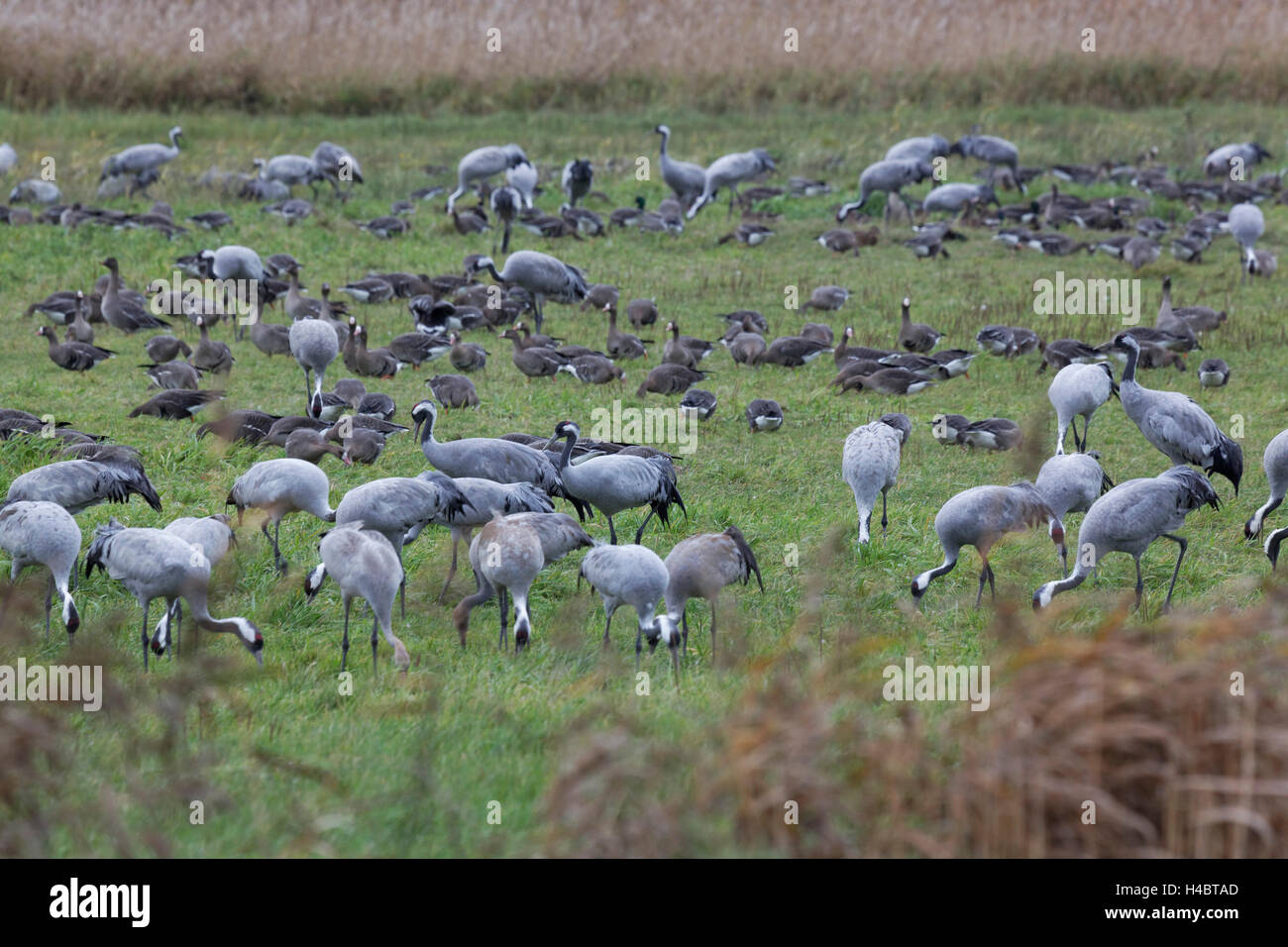 Kraniche, Grus Grus, in der westlichen Region Nationalpark Vorpommersche, Mecklenburg-Western Pomerania, Deutschland Stockfoto