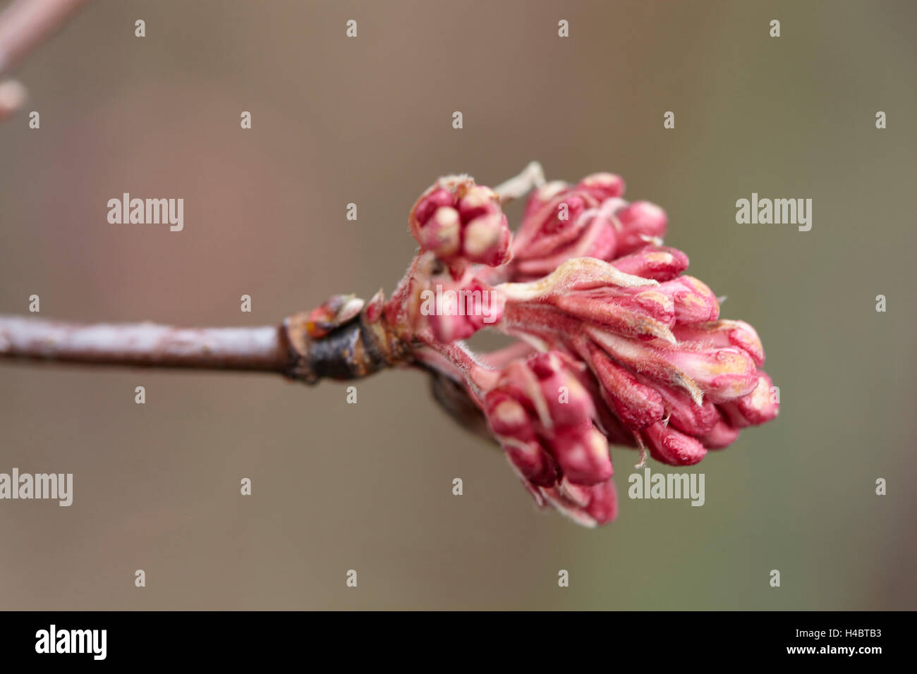 Blume-Porträt von Hamamelis-, Hamamelis Stockfoto