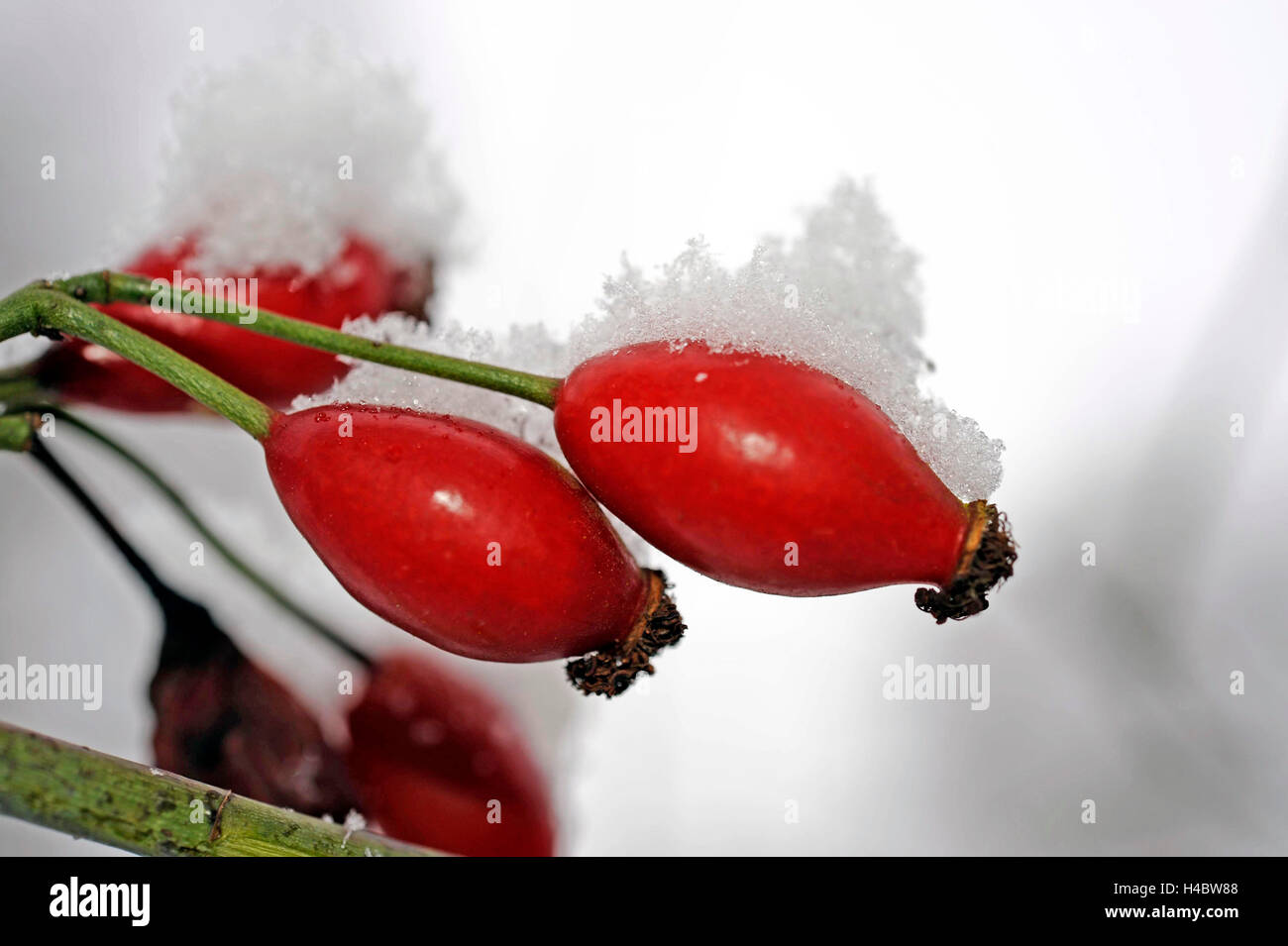 schneebedeckten rote Hagebutten der Heckenrose, Rose Canina, Stockfoto