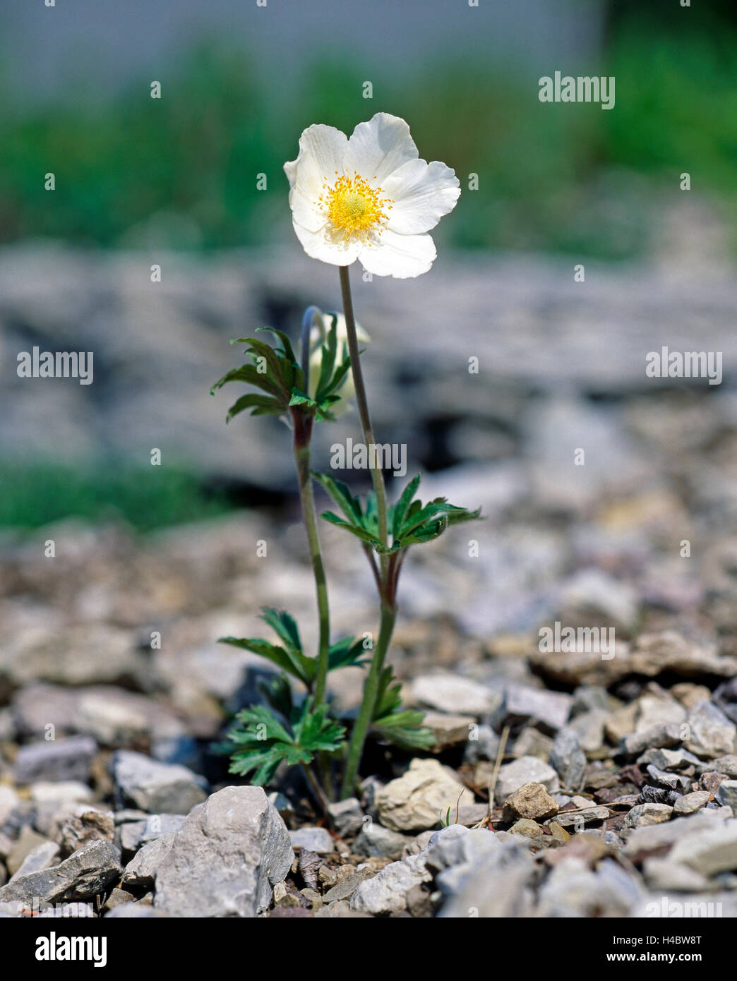 Schneeglöckchen-Anemone, Anemone Sylvestris, früh blühende Pflanze, Naturschutz Stockfoto