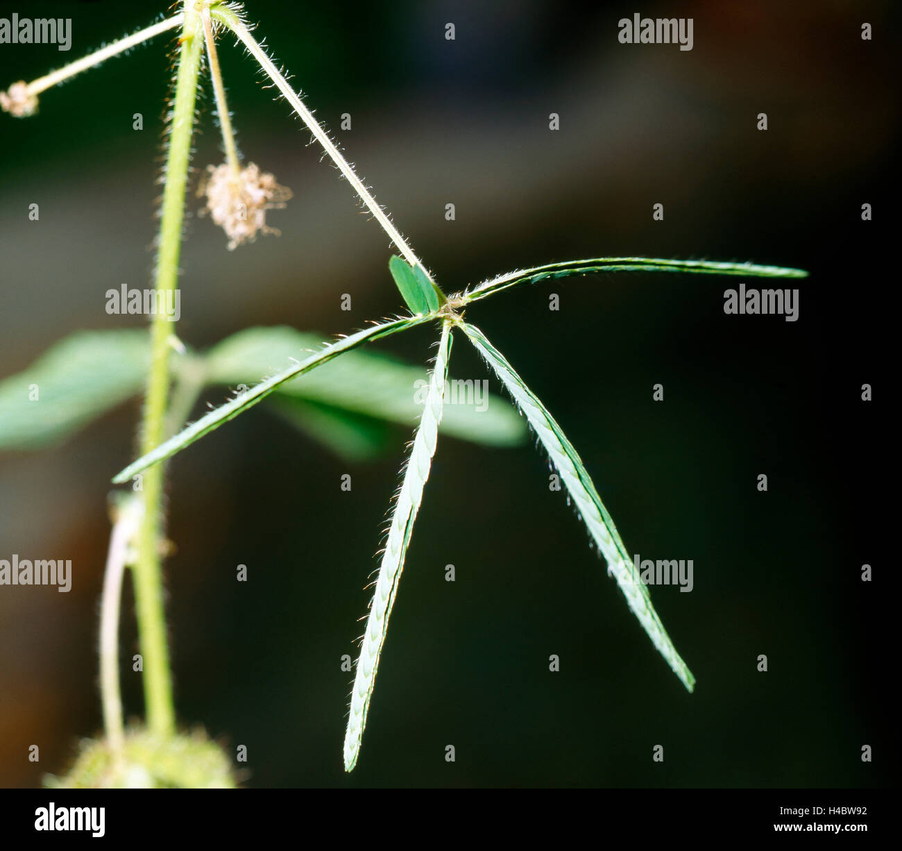 Sinnpflanze, Mimose, mechanische Reizung, Blattstiele, Rhachis, Ohrmuschel, umgeklappt Stockfoto