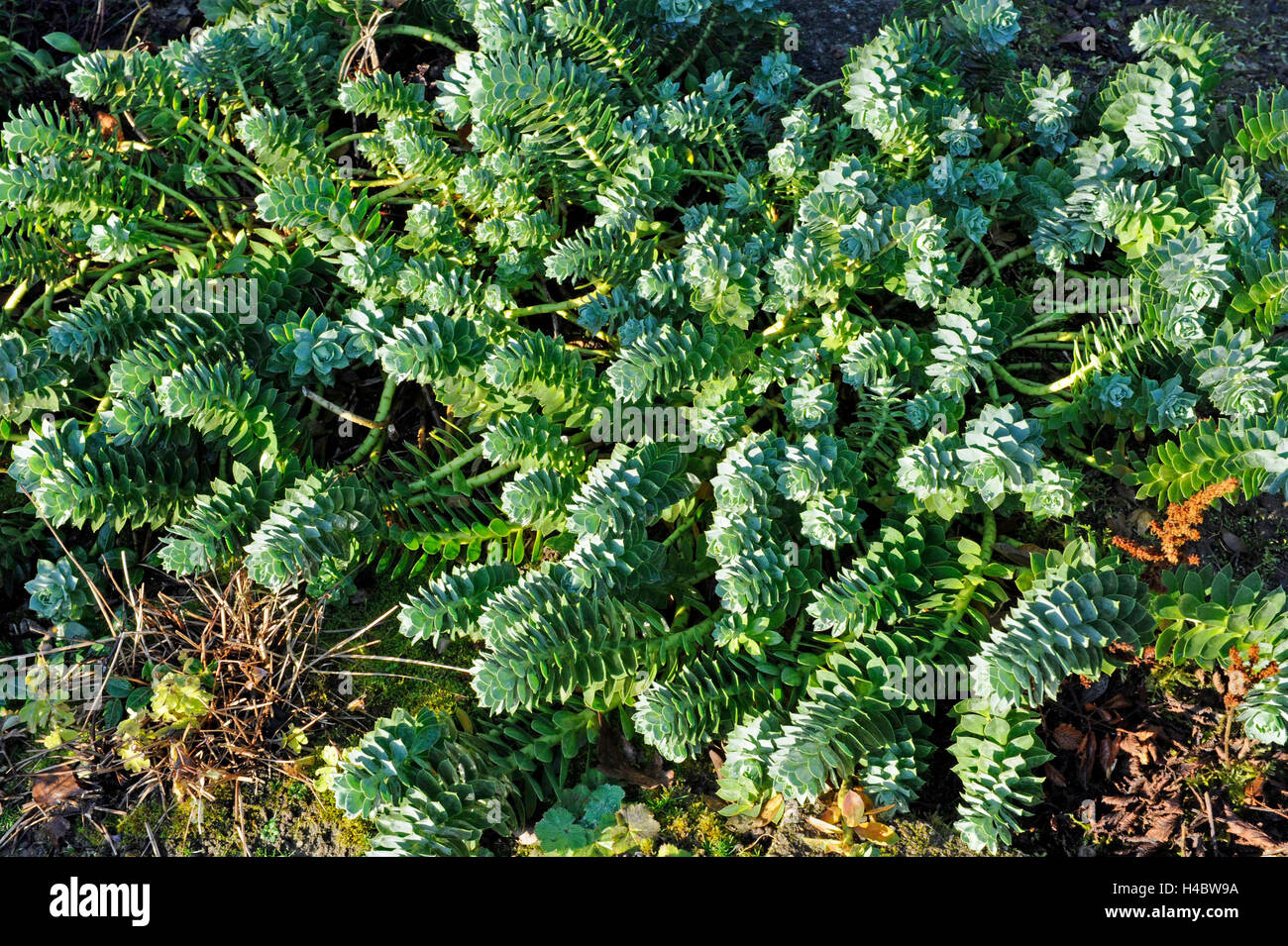 Myrte Wolfsmilch Euphorbia Myrsinites Attraktiven Immergrunen