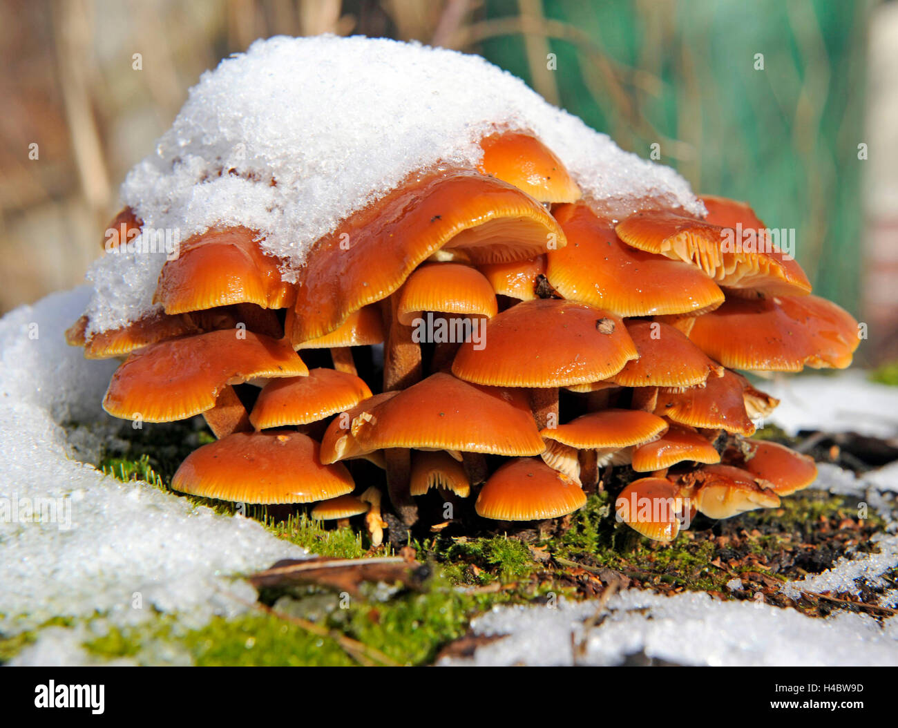 Ziegel-Kappe, ein Speisepilz, Grünblättriger Sublateritium, auch im Winter auf verschneiten Laubbaum Stümpfe wächst Stockfoto