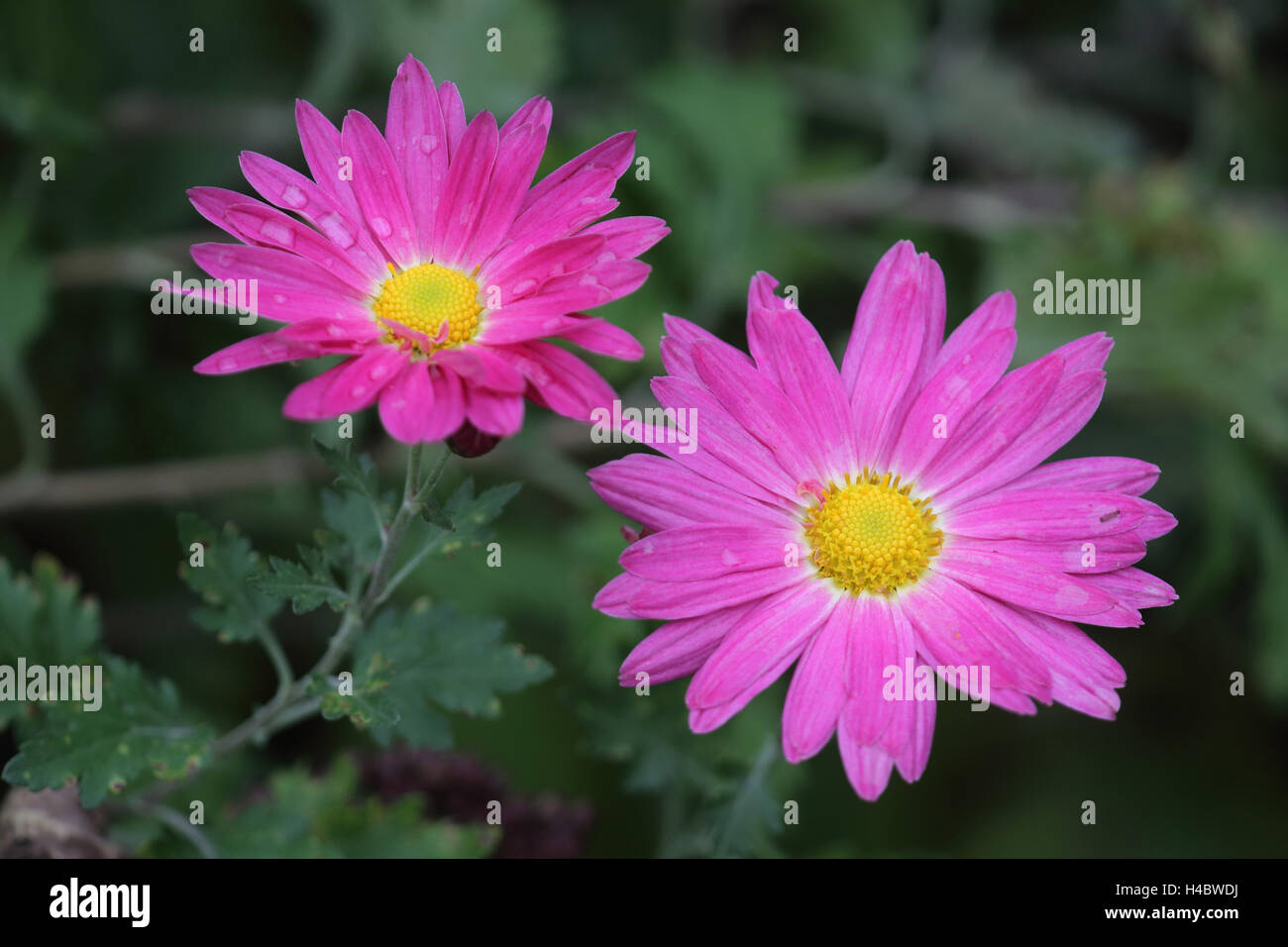 Indischer Chrysantheme Chrysantheme Stockfoto
