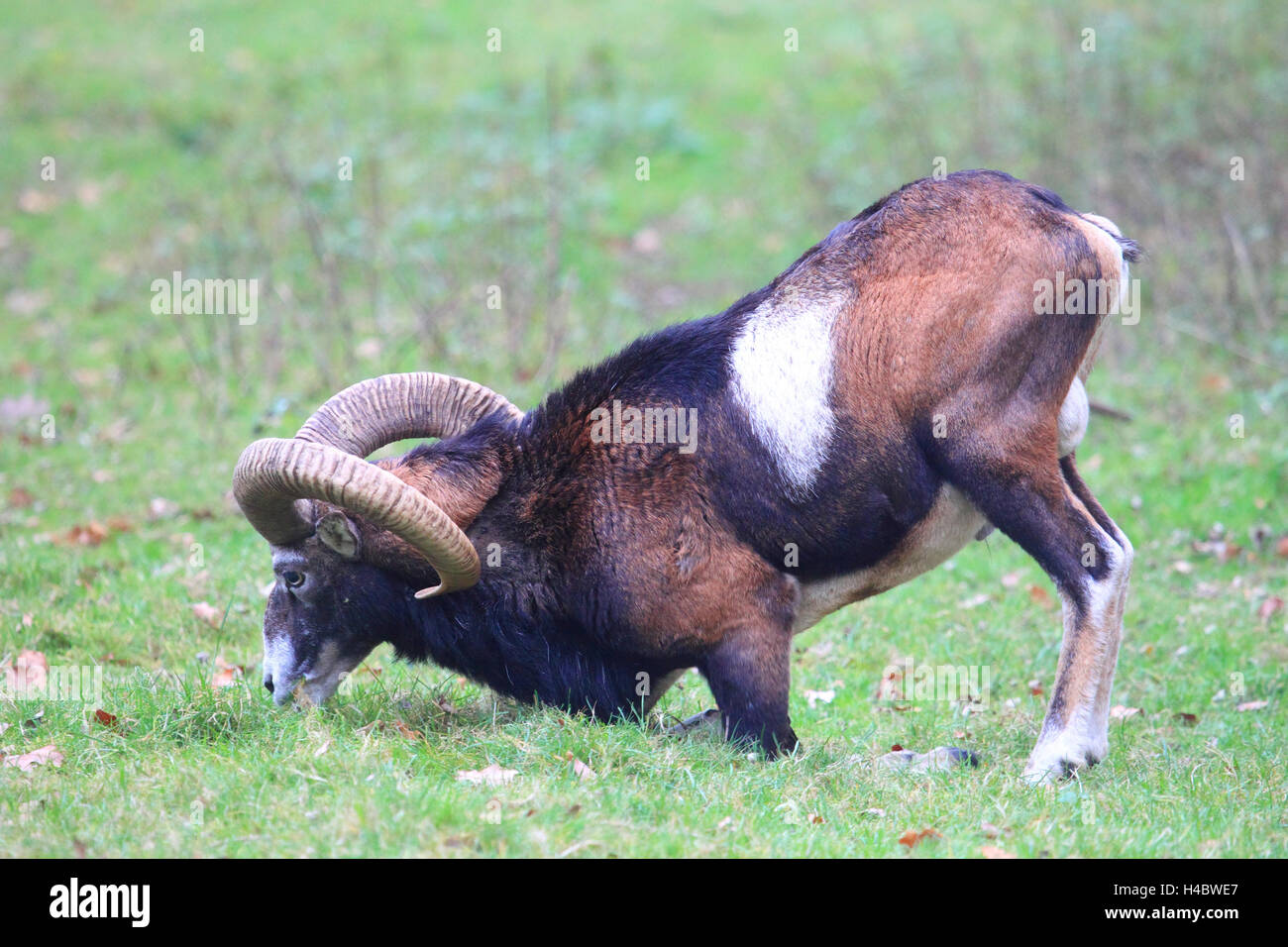 Waschmittel, Surfen, Ovis Ammon musimon Stockfoto