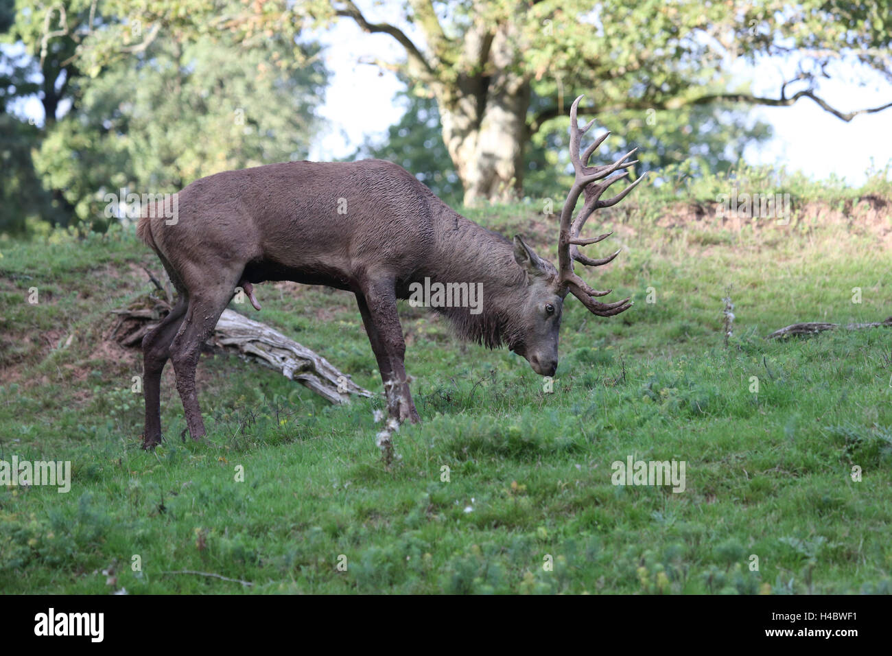 Red Deer markiert sein Territorium, Cervus elaphus Stockfoto