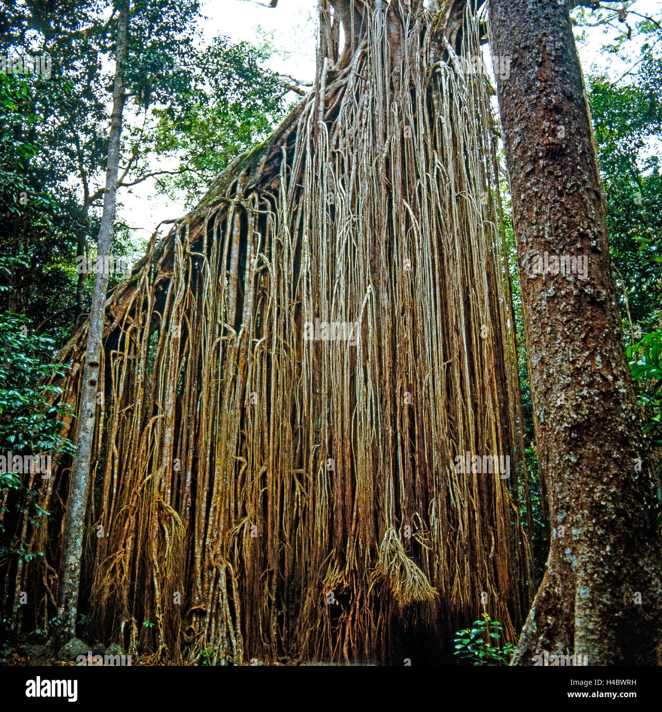 Feigenbaum, Unterstützung von Wurzeln, Curtain Fig Tree, Regenwald, Queensland, Australien, Würgefeige, Naturdenkmal geschützt Stockfoto