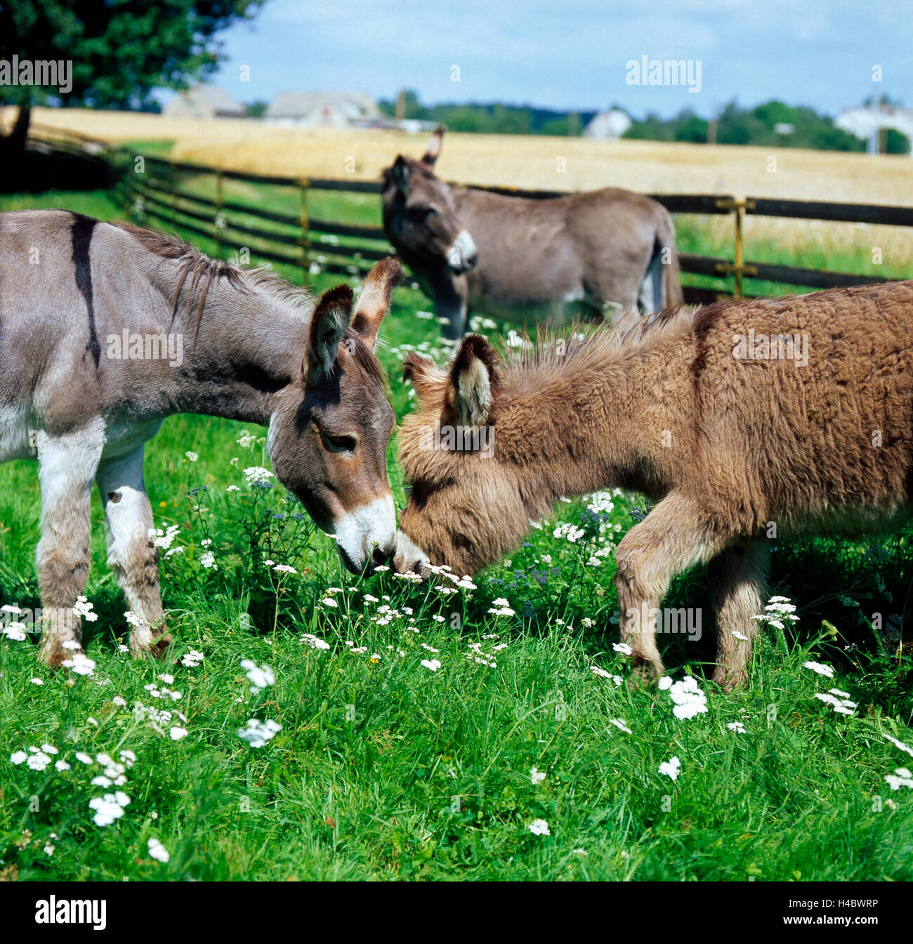 Esel Stuten mit Fohlen, Weiden, Paddock, Sommer Stockfoto