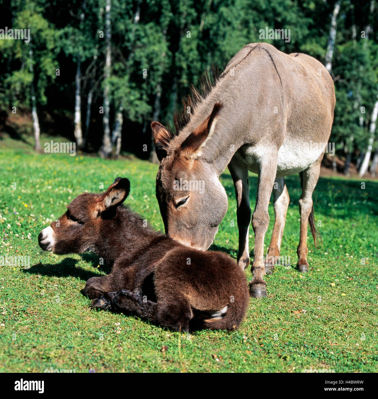 Esel Fohlen Stockfotos und bilder Kaufen Alamy