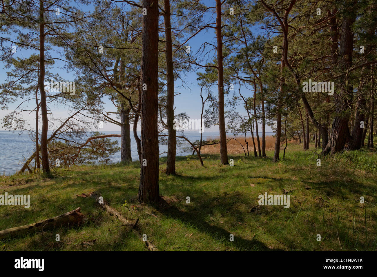 Küstengebiet an der Lagune von Stettin im Nationalpark Wolin in der Nähe des Ortes Karzig, Insel Wolin, Woiwodschaft Westpommern, Polen Stockfoto